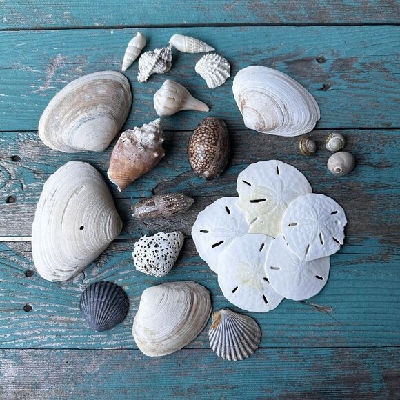 Sea Shells Cypraea Tigris Spike Horned Conch Shell Beach‎ Tropical Lot Of 24 - Picture 1 of 12